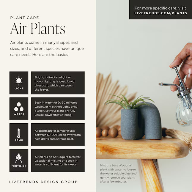 LiveTrends Airplant Terrarium: Winter Morning