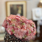 Antique Floral Hat - The Mustard Seed Collection, The Seed