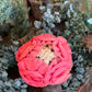 Antique Floral Headpiece - The Mustard Seed Collection, The Seed
