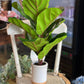 Artificial Fiddle Leaf Fig Plant - The Mustard Seed Collection, The Seed