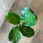 Artificial Fiddle Leaf Fig Plant - The Mustard Seed Collection, The Seed