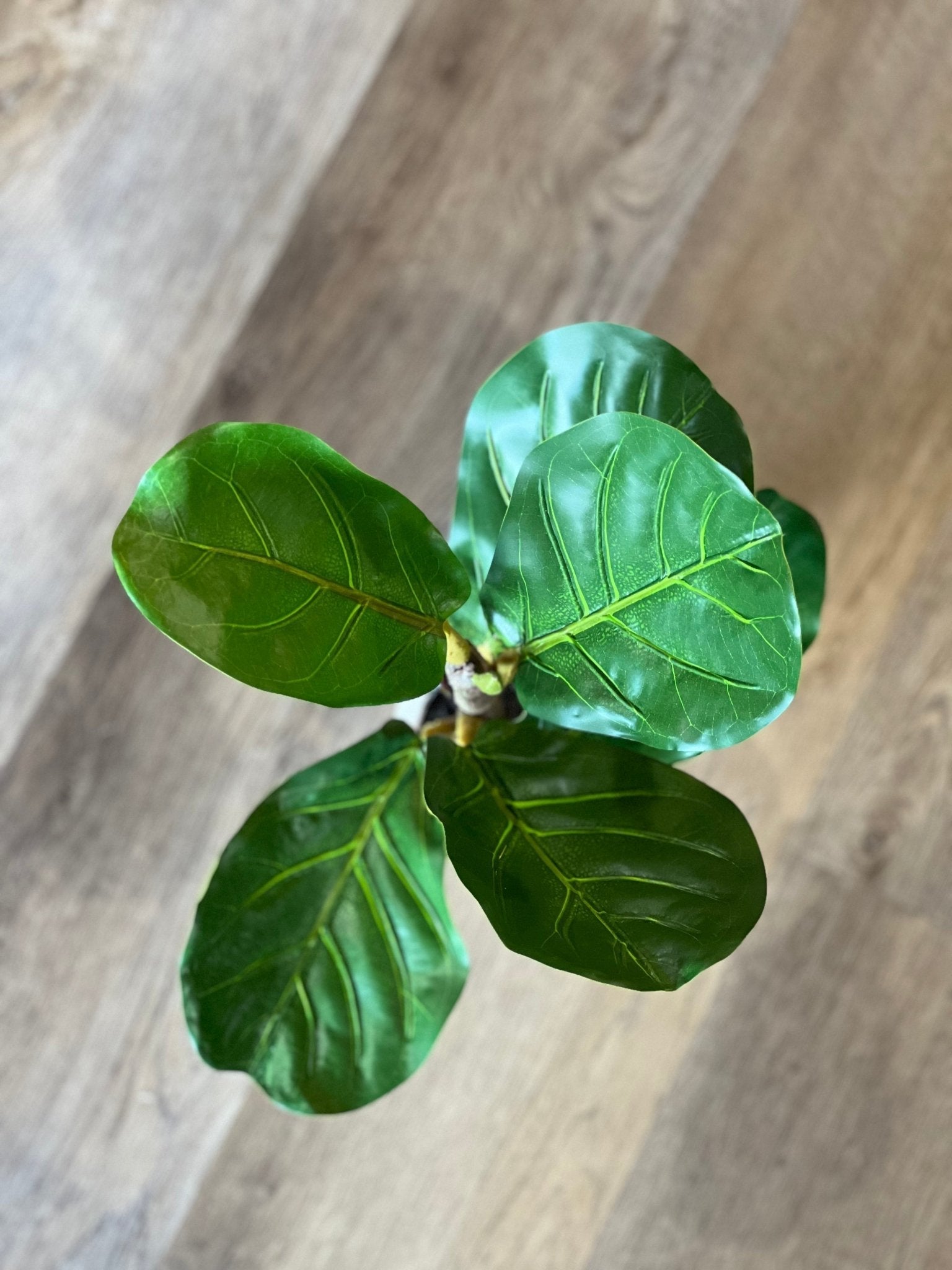 Artificial Fiddle Leaf Fig Plant - The Mustard Seed Collection, The Seed