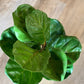 Artificial Fiddle Leaf Fig Plant - The Mustard Seed Collection, The Seed