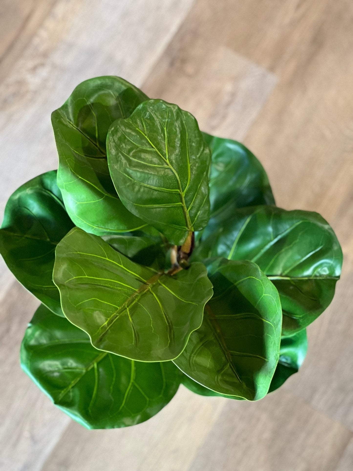 Artificial Fiddle Leaf Fig Plant - The Mustard Seed Collection, The Seed