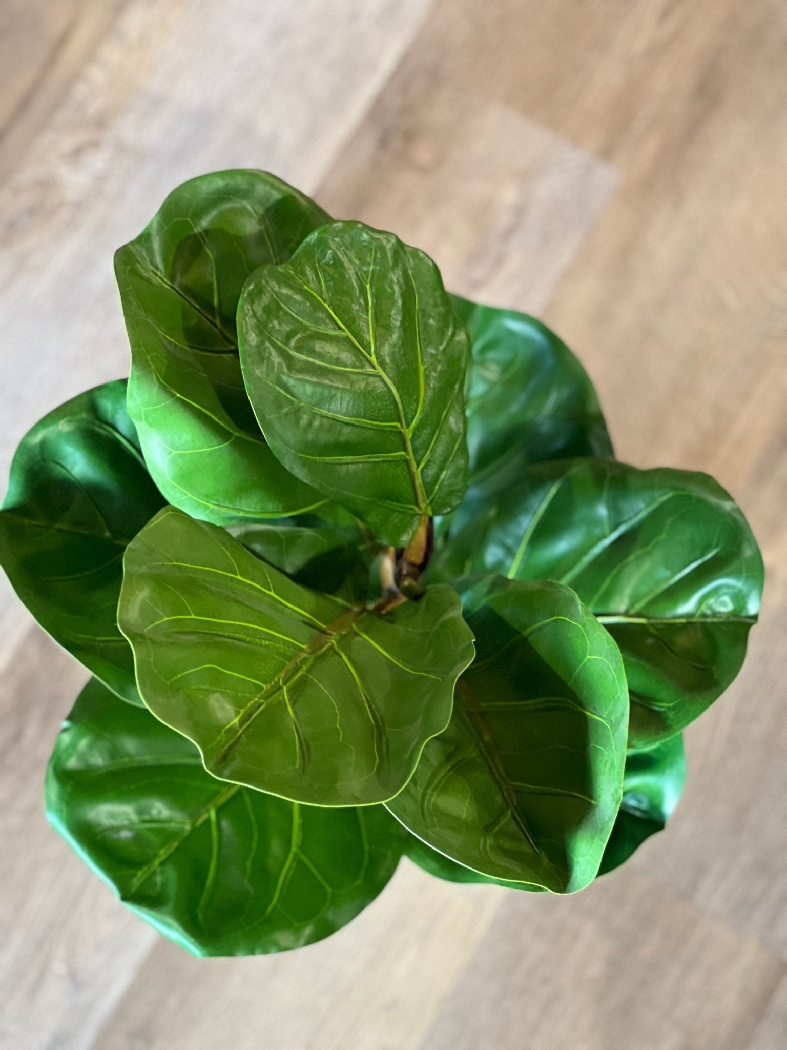 Artificial Fiddle Leaf Fig Plant - The Mustard Seed Collection, The Seed