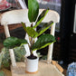 Artificial Fiddle Leaf Fig Plant - The Mustard Seed Collection, The Seed