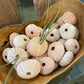 Baby Pink Sea Urchin - Small Size - The Mustard Seed Collection, The Seed