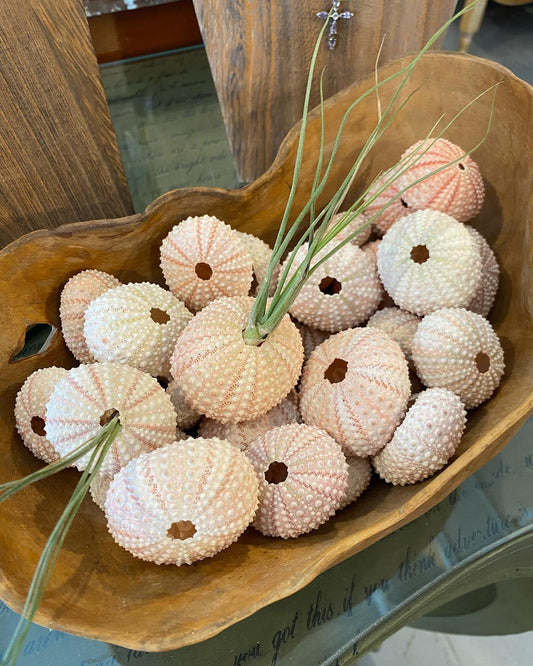 Baby Pink Sea Urchin - Small Size - The Mustard Seed Collection, The Seed