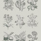 Botanical Drawings RHS Decoupage Paper