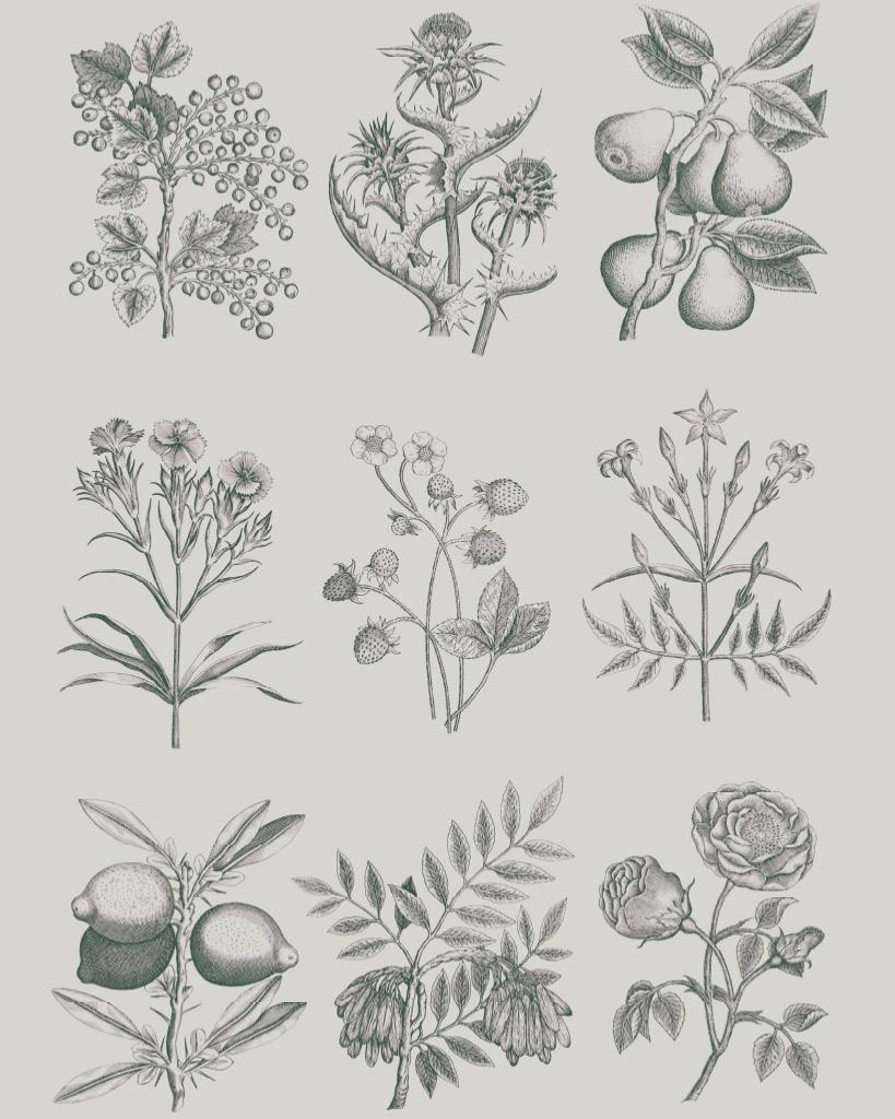 Botanical Drawings RHS Decoupage Paper - The Mustard Seed Collection, The Seed