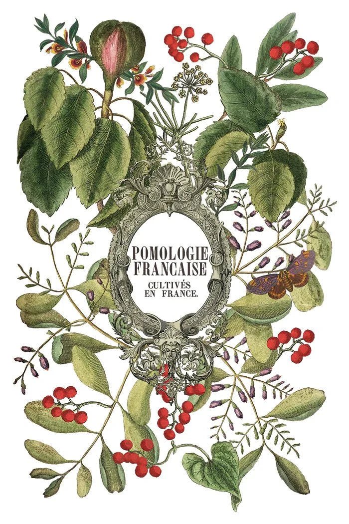 Clementine IOD Transfer 8X12 Pad - The Mustard Seed Collection, The Seed