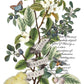 Clementine IOD Transfer 8X12 Pad - The Mustard Seed Collection, The Seed
