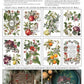 Clementine IOD Transfer 8X12 Pad - The Mustard Seed Collection, The Seed