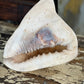 Conch Shell 