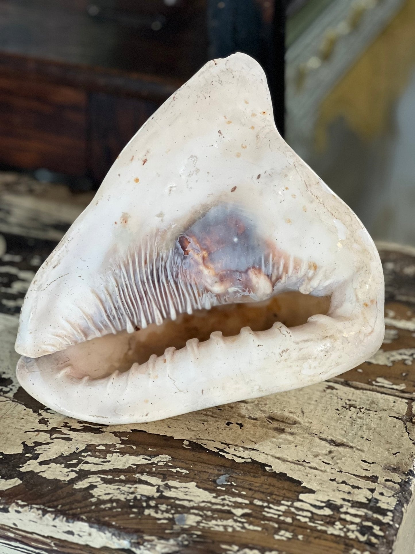 Conch Shell 