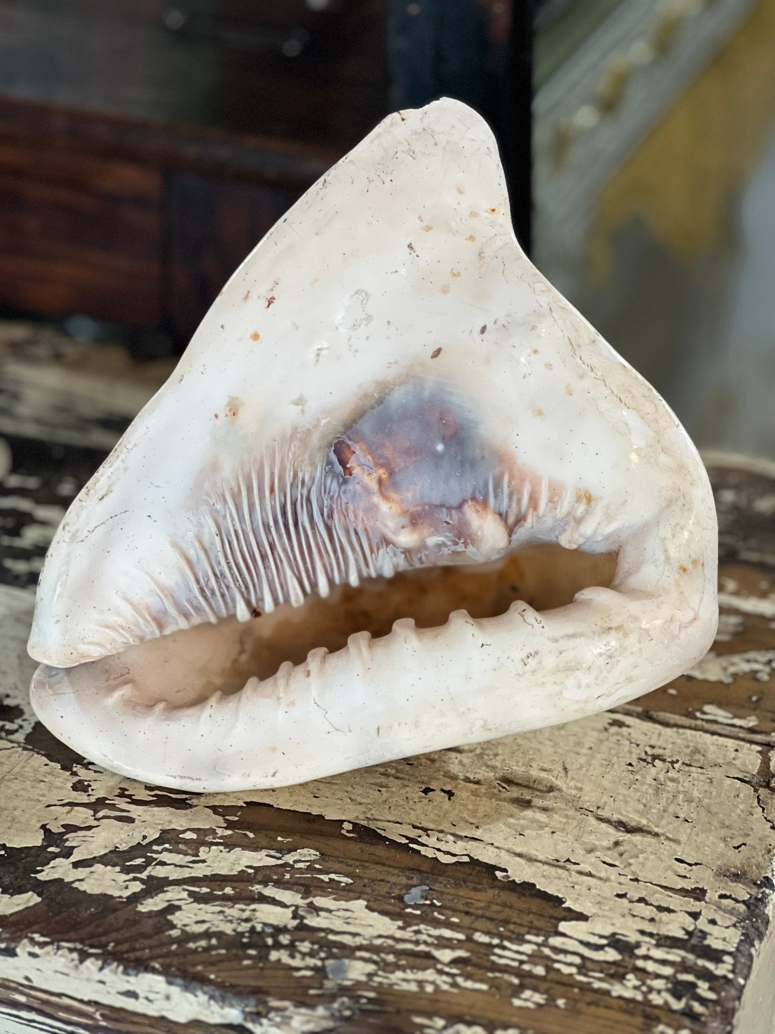 Conch Shell 