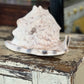 Conch Shell 