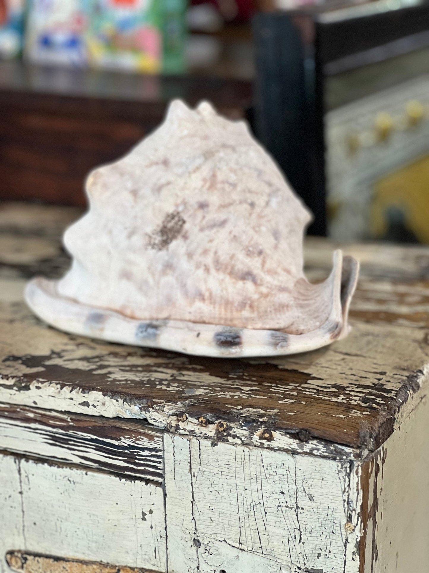 Conch Shell 