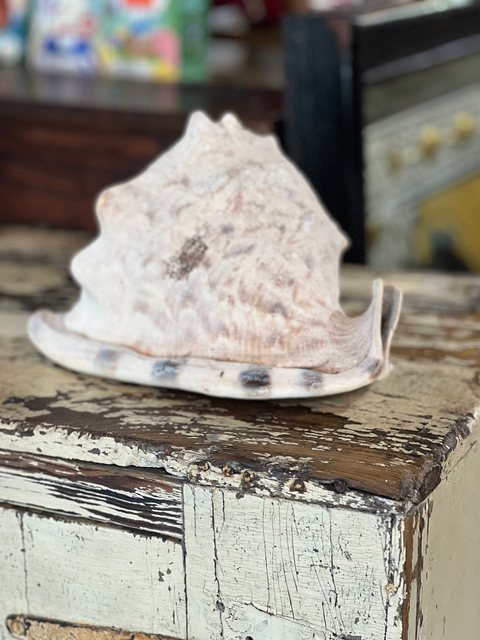 Conch Shell 