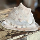 Conch Shell 