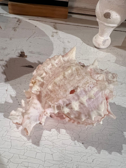 Conch Shell 