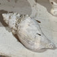Conch Shell 