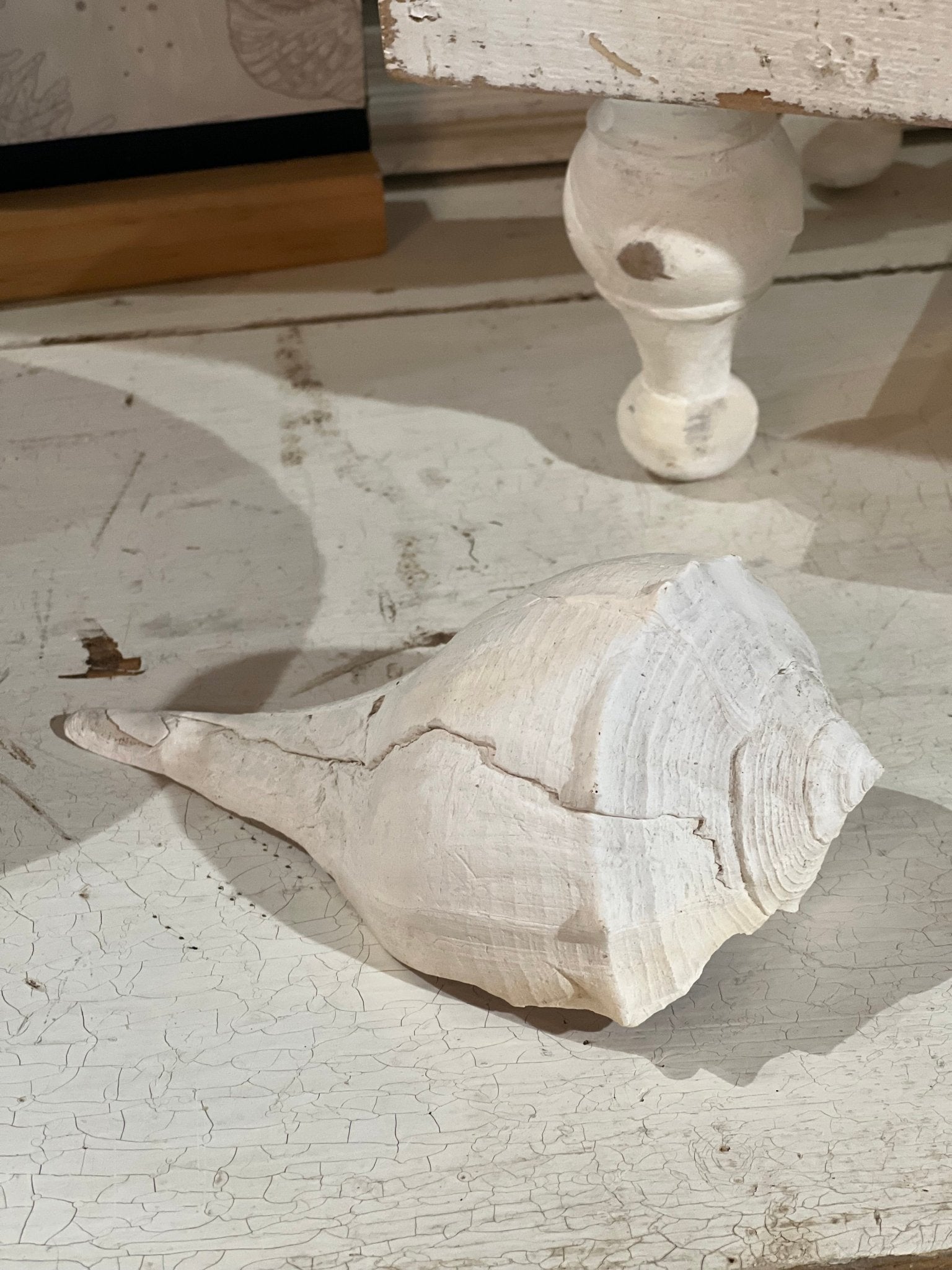 Conch Shell 
