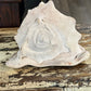 Conch Shell 
