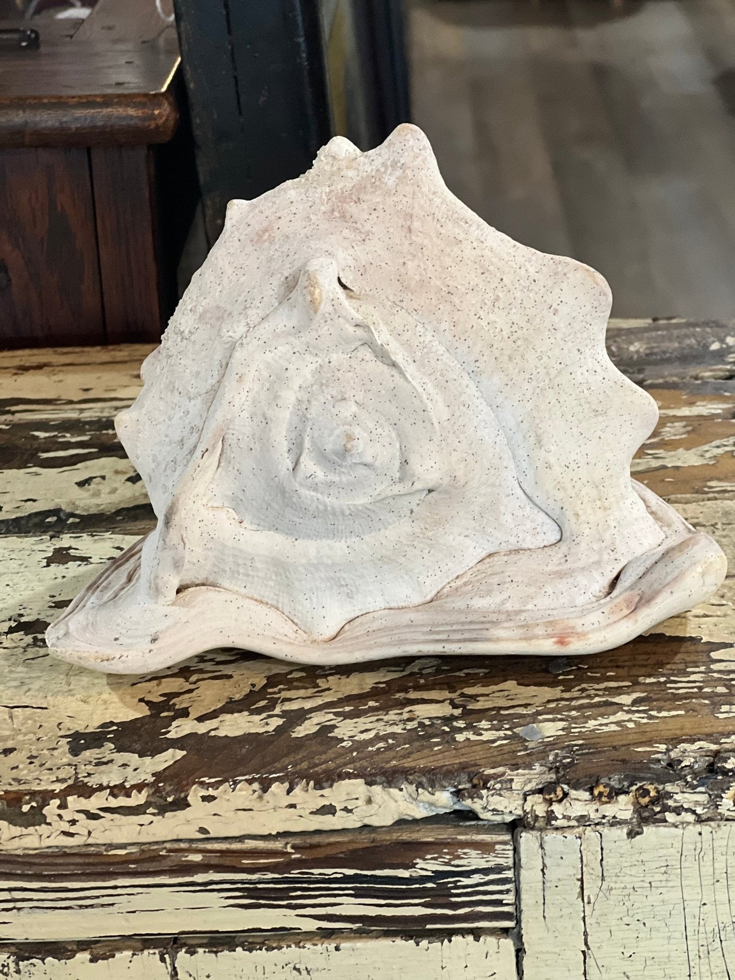 Conch Shell 