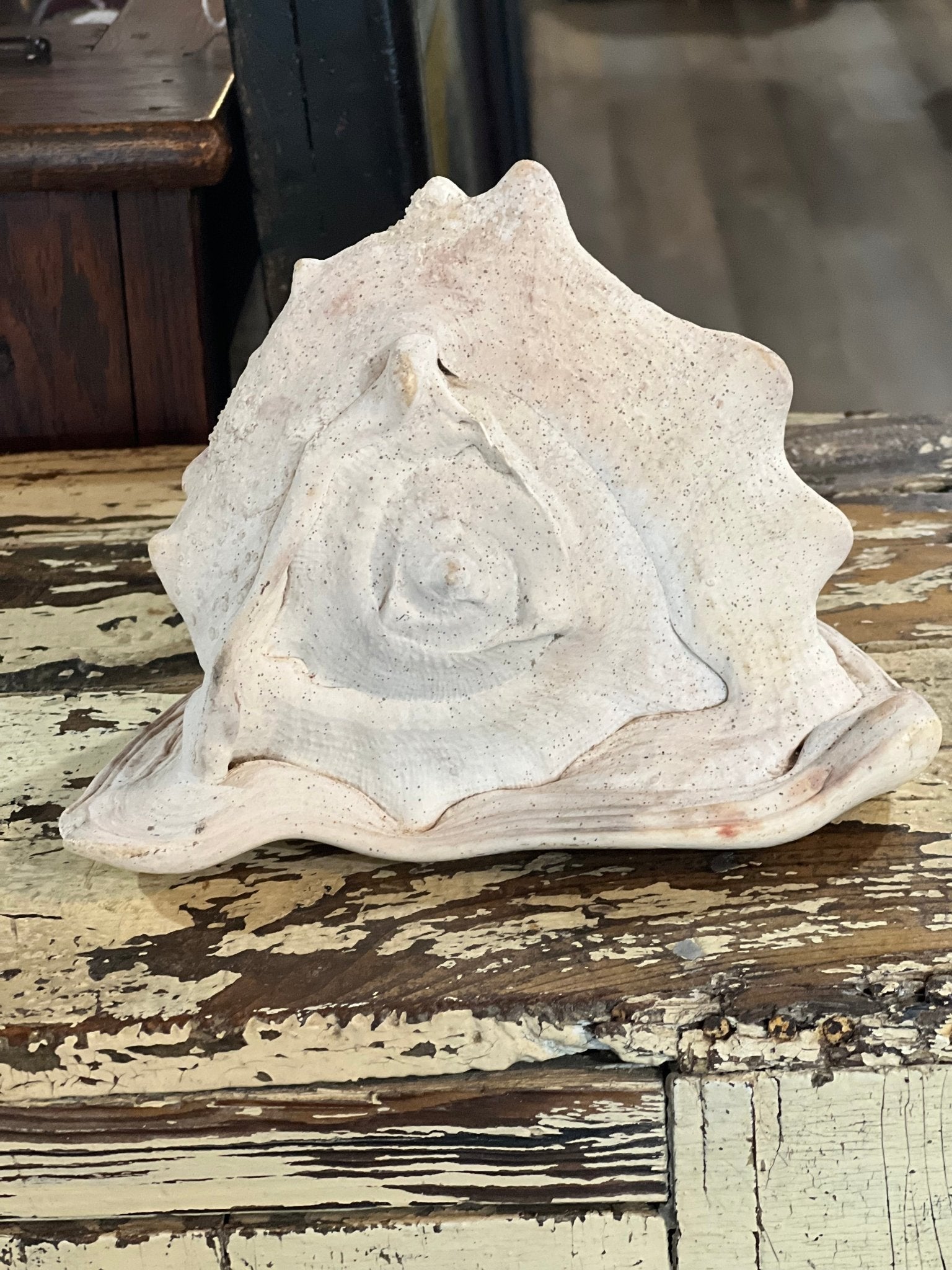 Conch Shell 