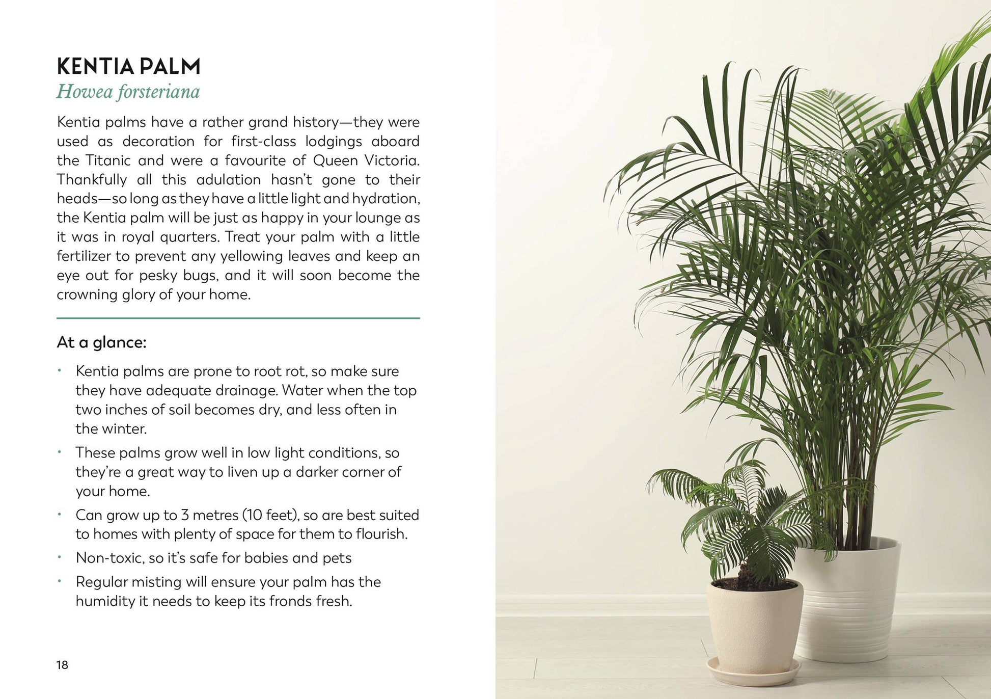 The Little Book for Plant Parents: Hardcover