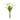 18"One Dozen-Long stem Real Touch Tulip Bud bouquet: Natural White Angel Isabella