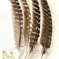 Feathers for Smudging - The Mustard Seed Collection, The Seed
