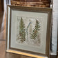 Framed Fern Print 