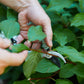 Garden Pruners: Ocean - The Mustard Seed Collection, The Seed