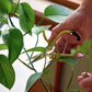 Garden Shears : Chartreuse - The Mustard Seed Collection, The Seed
