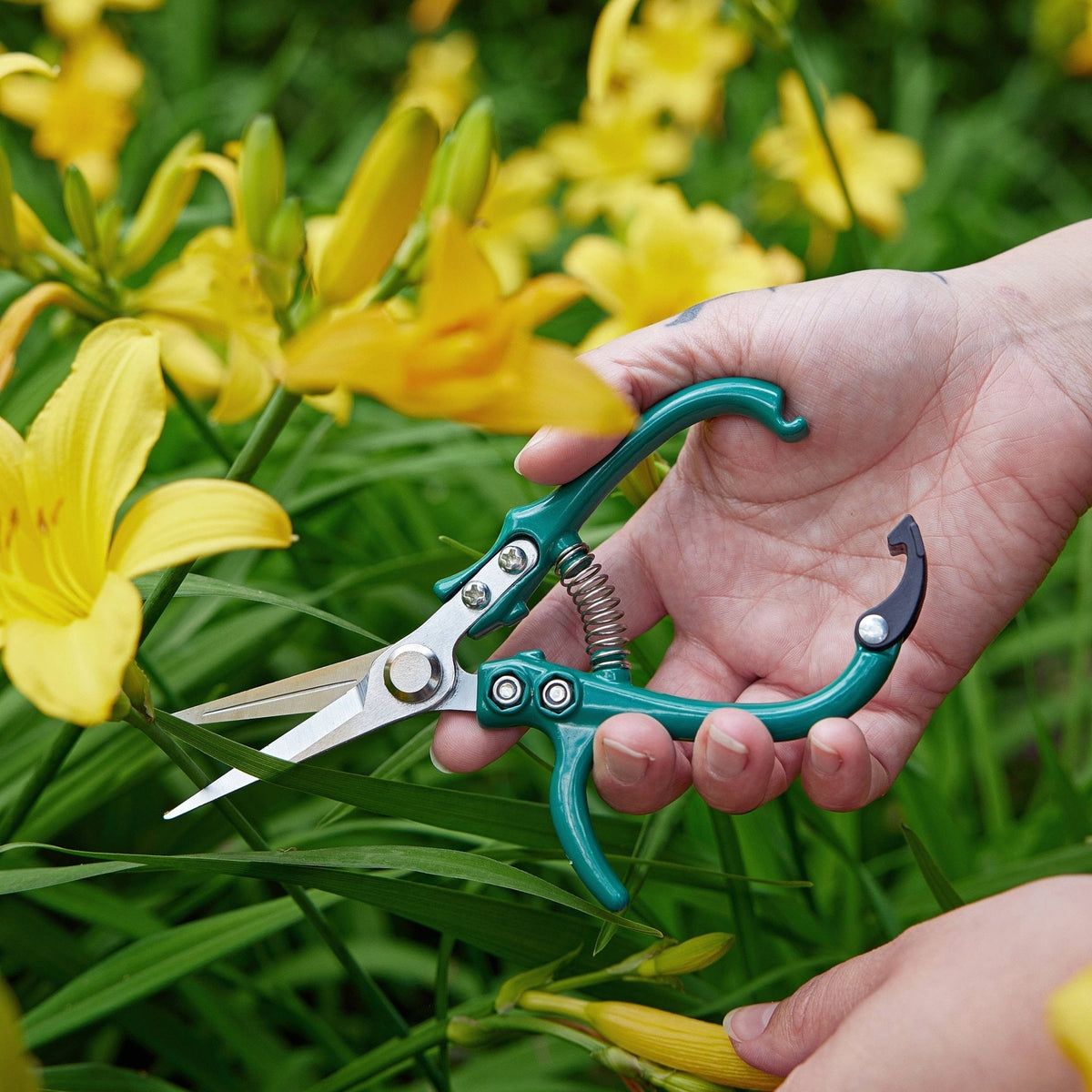 Garden Shears : Chartreuse - The Mustard Seed Collection, The Seed
