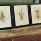 Graphite & Charcoal Drawings by Gina M. Singh Newbanks - The Mustard Seed Collection, The Seed
