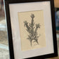 Graphite & Charcoal Drawings by Gina M. Singh Newbanks - The Mustard Seed Collection, The Seed