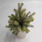 Greenery in White Pot 8.5" - The Mustard Seed Collection, The Seed