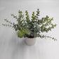 Greenery in White Pot 9.5" - The Mustard Seed Collection, The Seed