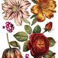 Joie des Roses IOD Transfer 12x16 Pad - The Mustard Seed Collection, The Seed