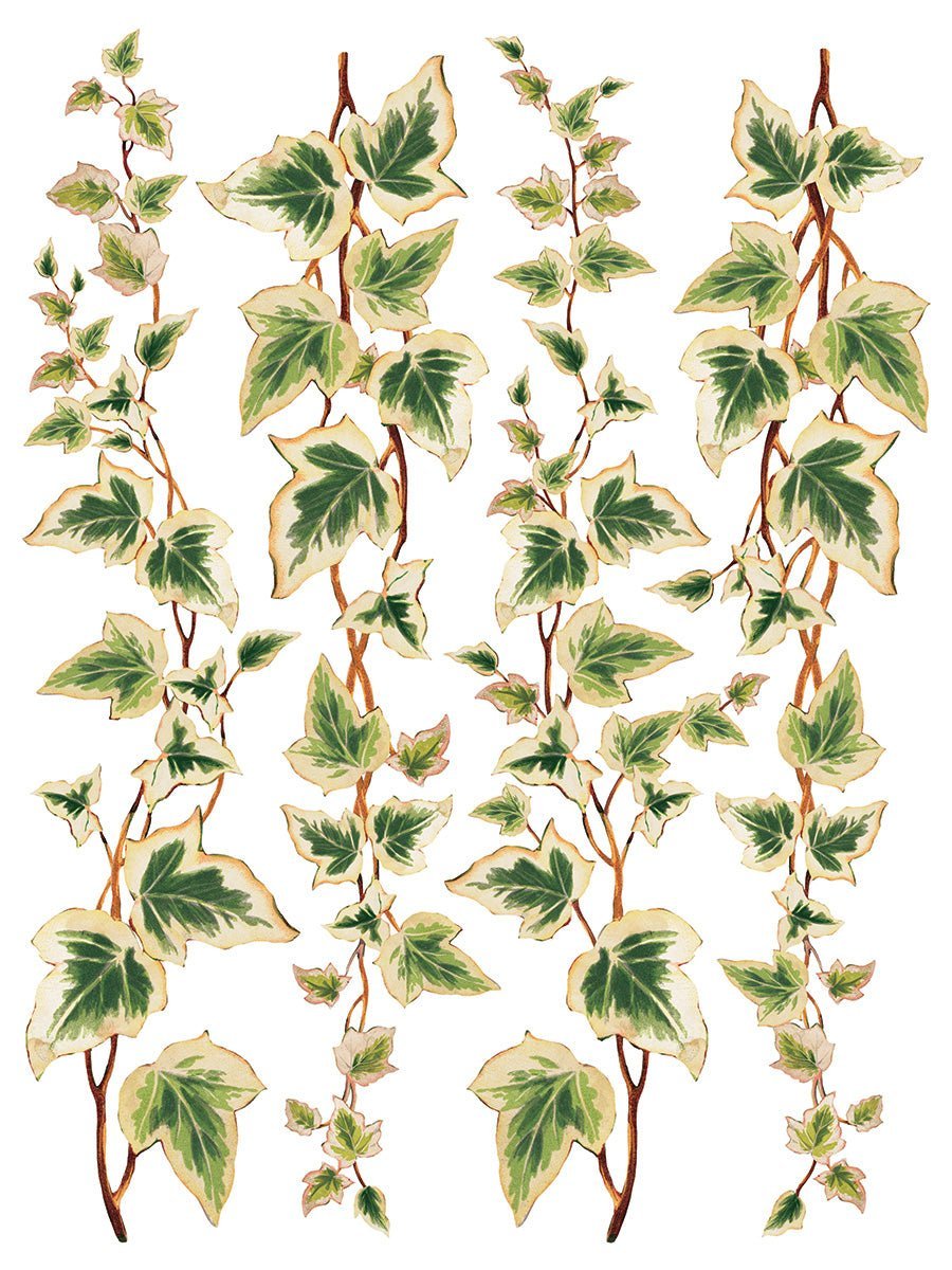 Joie des Roses IOD Transfer 12x16 Pad - The Mustard Seed Collection, The Seed