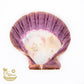 Lions Paw Shell Smudge Bowls (Large) - The Mustard Seed Collection, The Seed
