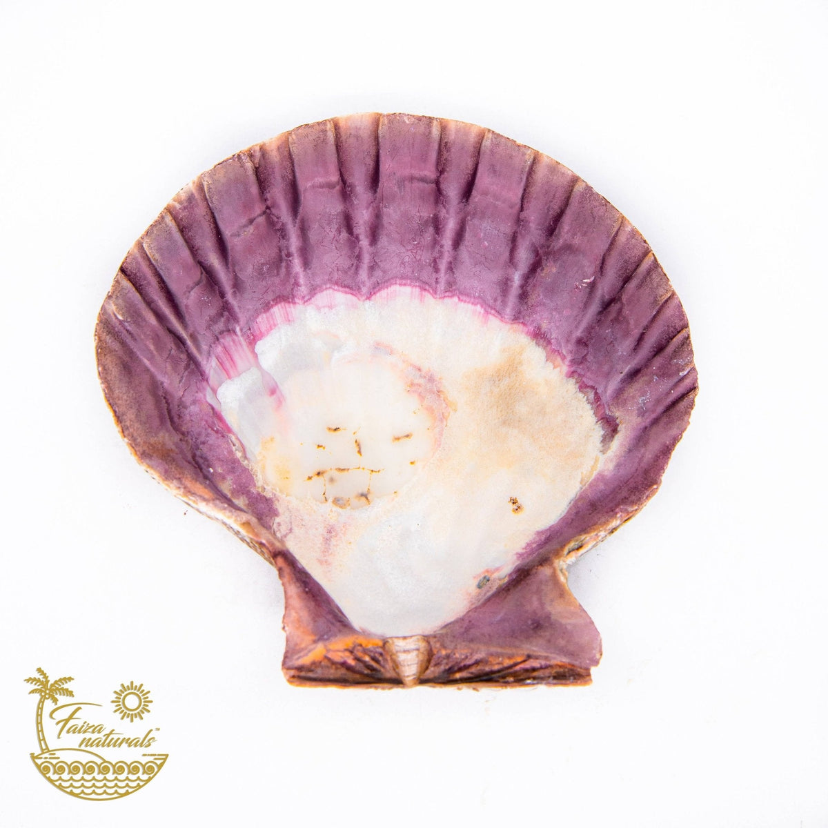 Lions Paw Shell Smudge Bowls (Large) - The Mustard Seed Collection, The Seed