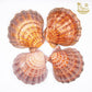 Lions Paw Shell Smudge Bowls (Large) - The Mustard Seed Collection, The Seed