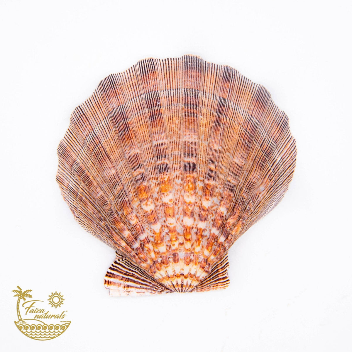 Lions Paw Shell Smudge Bowls (Large) - The Mustard Seed Collection, The Seed