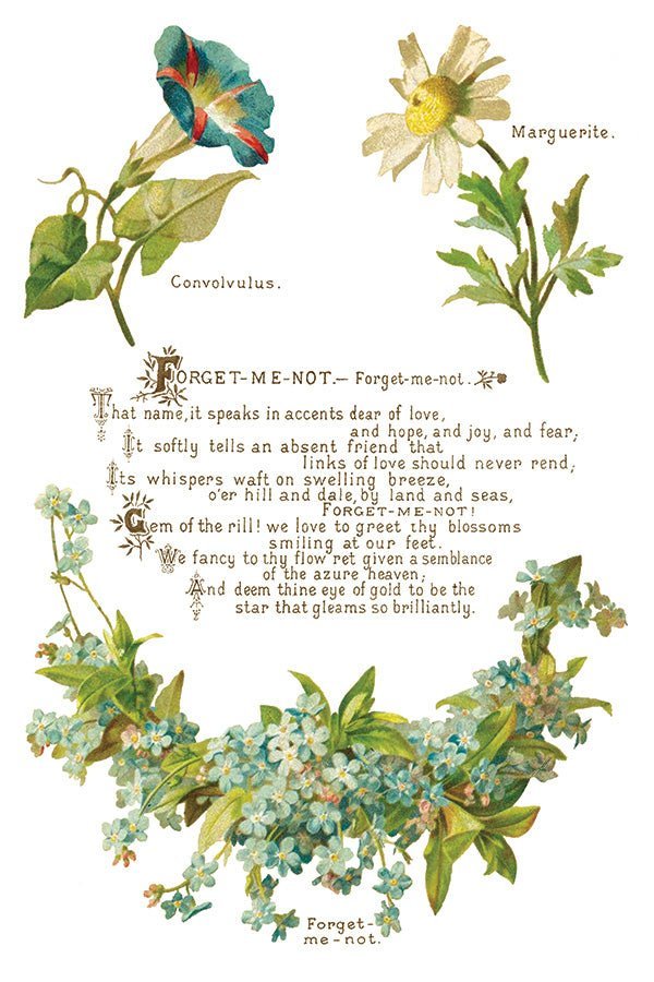 Lover of Flowers IOD Transfer 8x12 Pad - The Mustard Seed Collection, The Seed