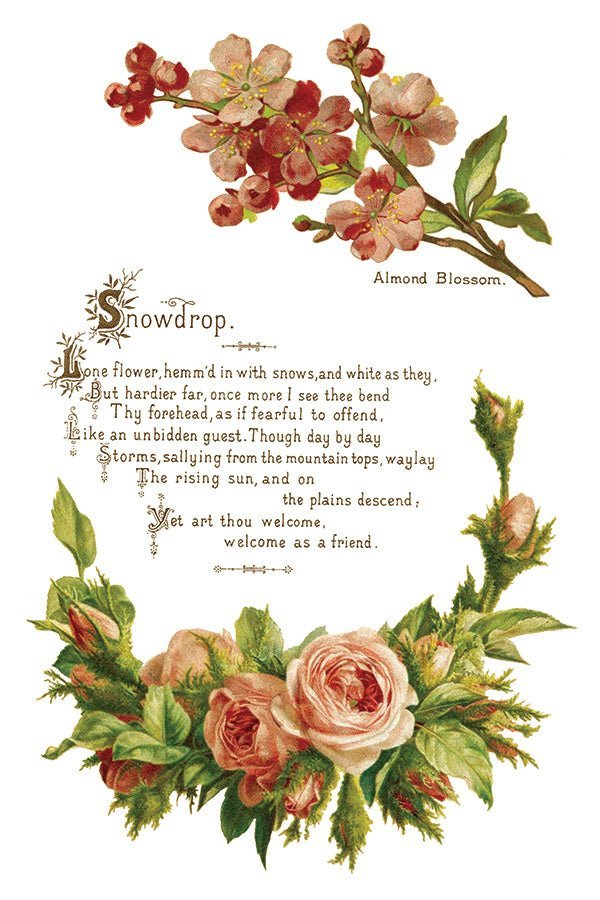 Lover of Flowers IOD Transfer 8x12 Pad - The Mustard Seed Collection, The Seed