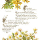 Lover of Flowers IOD Transfer 8x12 Pad - The Mustard Seed Collection, The Seed